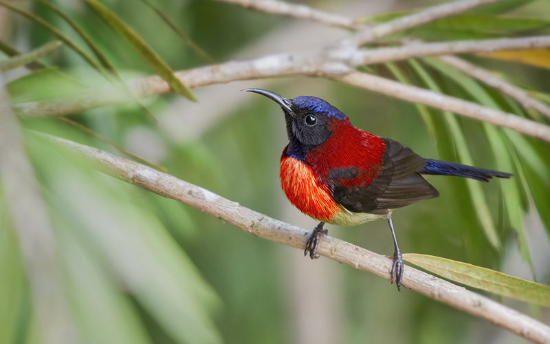 Langbian Sunbird (Aethopyga (saturata) johnsi) at Da Lat Birding Trails - Southern Vietnam. Photo by: Phuc Le - Vietnam Bird Photography Tours - Vietbirdphototours.com